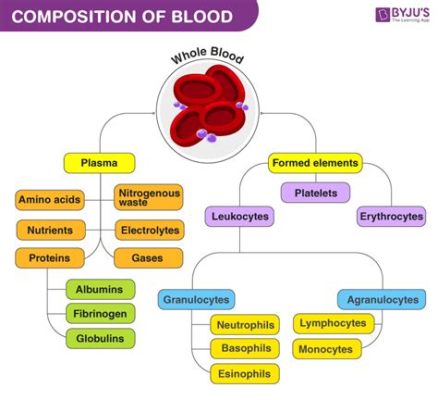 What are the Three Main Components that Make Up Body Composition? A Detailed Exploration